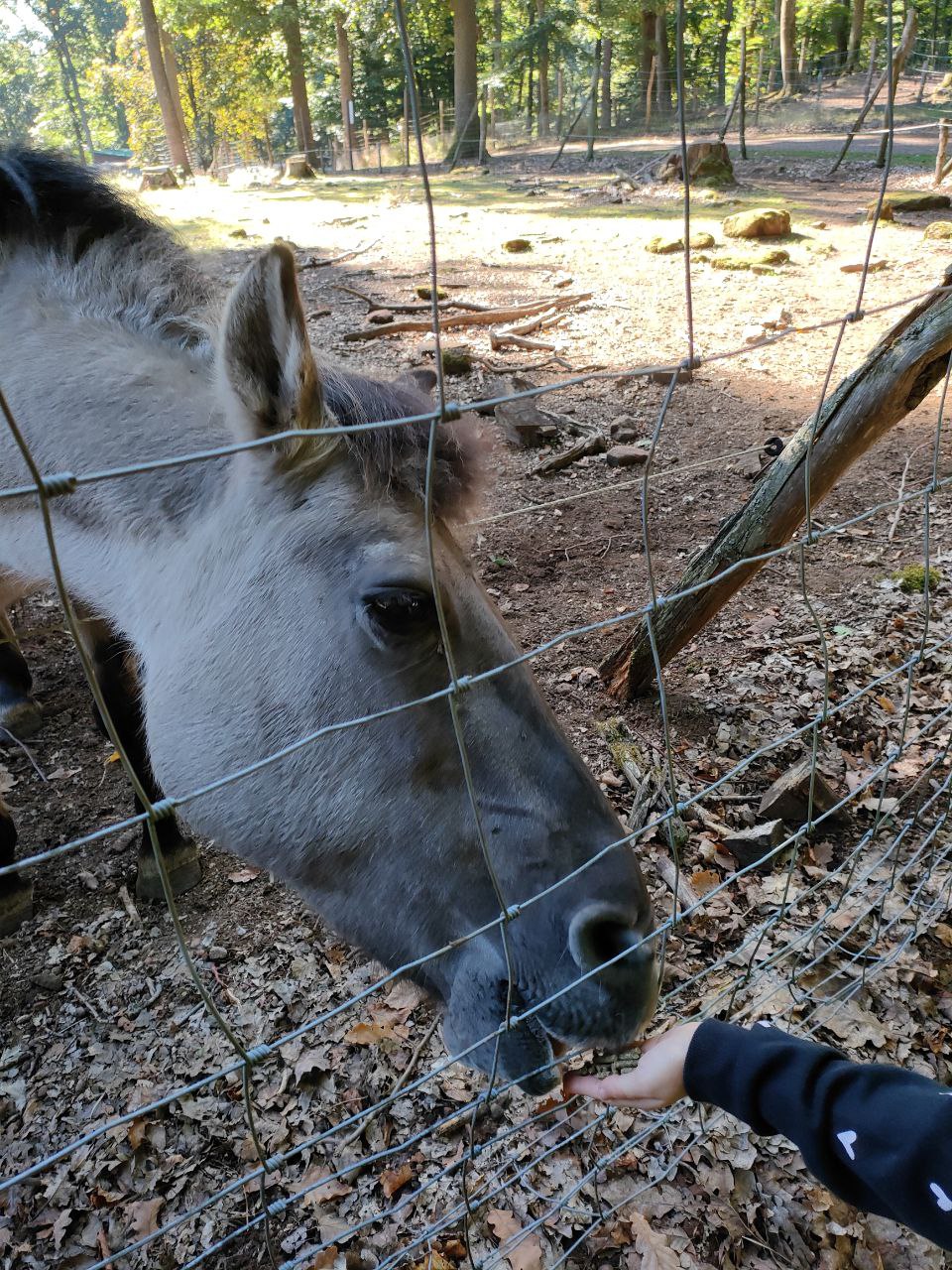 Wildpark_2c_6.jpg